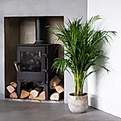 Plant parent course indoor