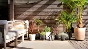 Choosing outdoor plant