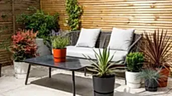 Light Outdoor plants