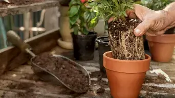 Repotting outdoor plants