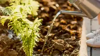 Maintain healthy outdoor plants