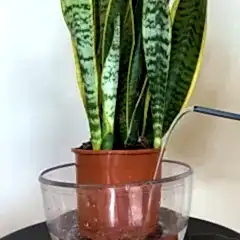Water plants