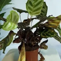 Plant dying