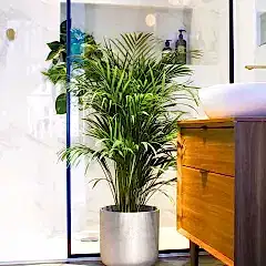 Bigplants