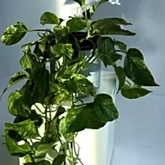 Grow a pothos