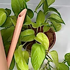 Prevent fungus gnats