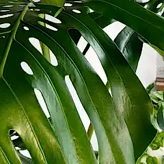 Monstera care
