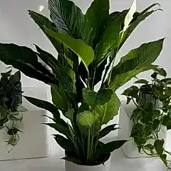 Peace lily care