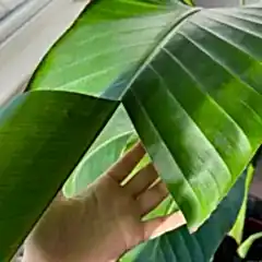 Bird of paradise rips