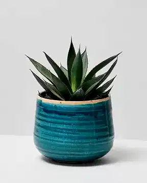 Agave Blue Glow in como turquoise pot