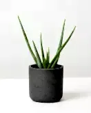 Aloe Vera in fibreclay pot grey