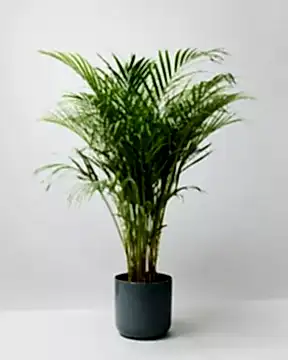 Areca Palm in lisbon charcoal pot