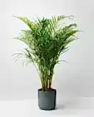Areca Palm in lisbon charcoal pot
