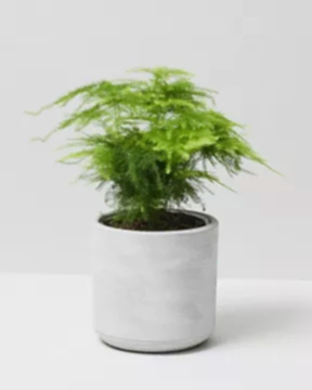 Asparagus Fern in dalton pot