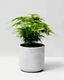 Asparagus Fern in dalton pot