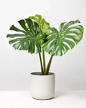Swiss Cheese Plant Big Leaf In Grey Lisbon Plant Pot