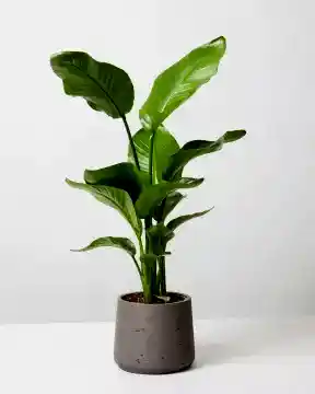 Bird of Paradise White in fibreclay pot