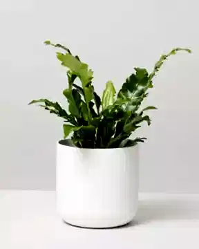 Birds Nest Fern in elho pot