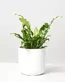 Birds Nest Fern in elho pot