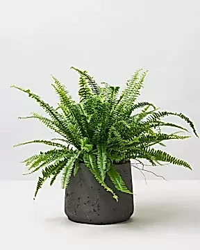 Resize Boston Fern 1 0033