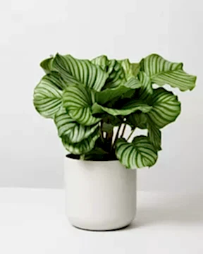 Calathea Orbifolia in elho white pot