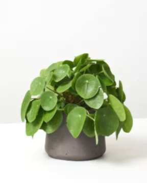 Chinese Money Plant in fibreclay pot