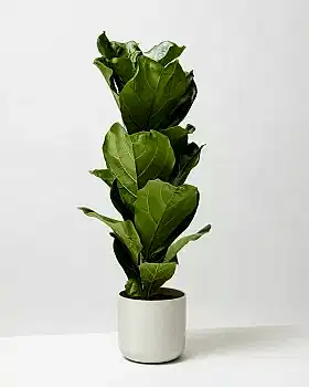 Fiddle Leaf Fig 1