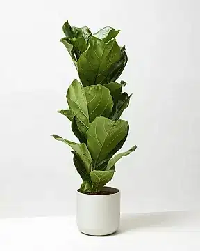Fiddle Leaf Fig 1