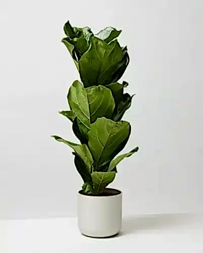 Fiddle Leaf Fig 1