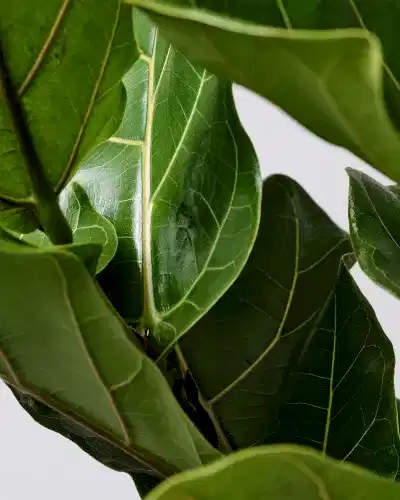 Fiddle Leaf Fig 2