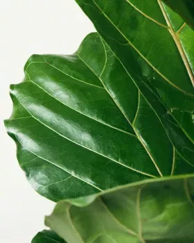Fiddle Leaf Fig 3