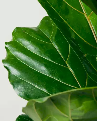 Fiddle Leaf Fig 3