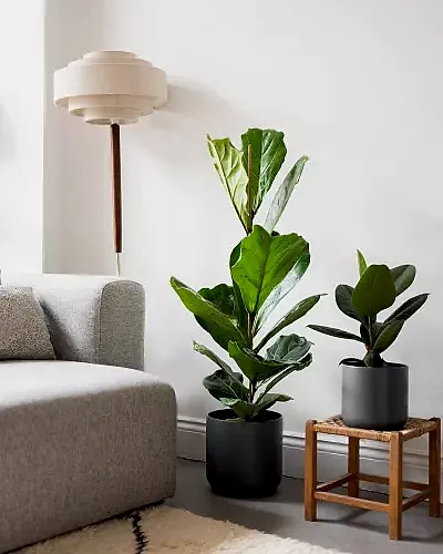 Fiddle Leaf Fig 4