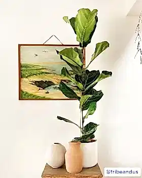 Fiddle leaf fig tribeandus1