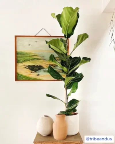 Fiddle leaf fig tribeandus1