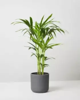 Kentia Plant In Curved Fiberclay Plant Pot
