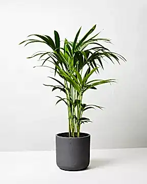 Kentia Plant In Curved Fiberclay Plant Pot