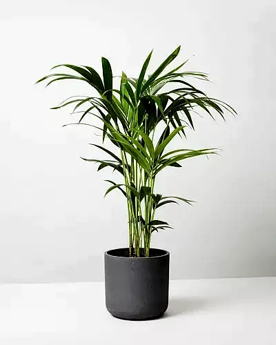 Kentia Plant In Curved Fiberclay Plant Pot