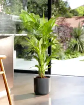 Kentia Palm In Kitchen