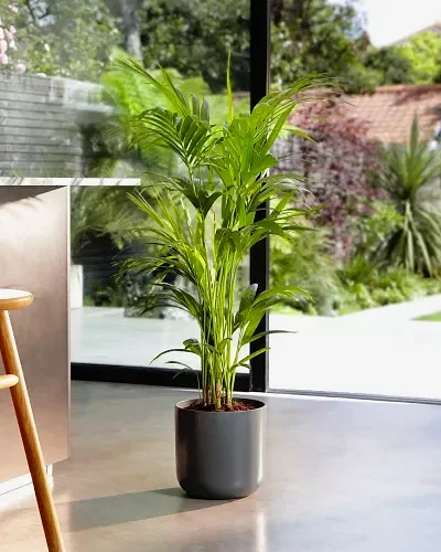 Kentia Palm In Kitchen