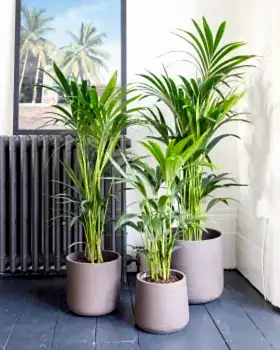 Kentia Palm In Hallway