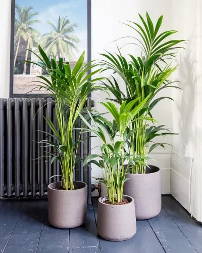 Kentia Palm In Hallway