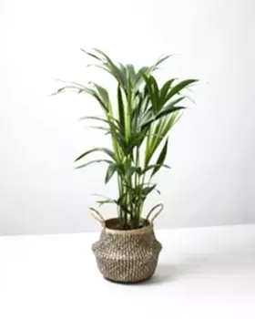 Kentia Palm 7
