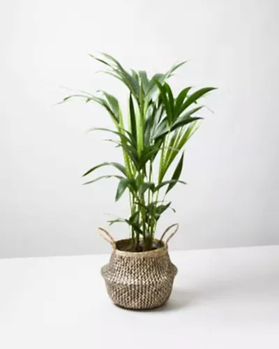 Kentia Palm 7