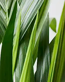 Kentia Palm closeup 3