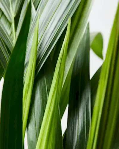 Kentia Palm closeup 3
