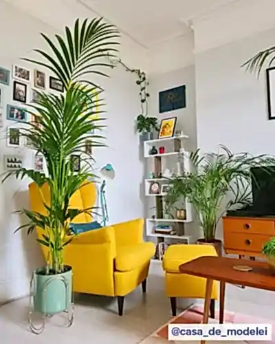 Kentia palm casa de modelei