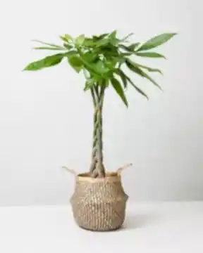 Money Tree In Seagrass Tribal Plant Pot