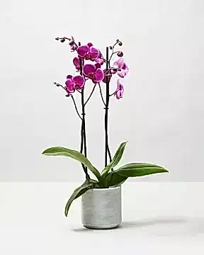 Resize Moth Orchid Purple 1 0149