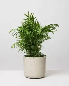 Parlour Palm In Fiberclay Stone Plant Pot
